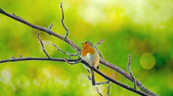 Make your garden more wildlife friendly – add plants, pollinators, bird houses, bug boxes, open roofs or go all-out and dig a pond.