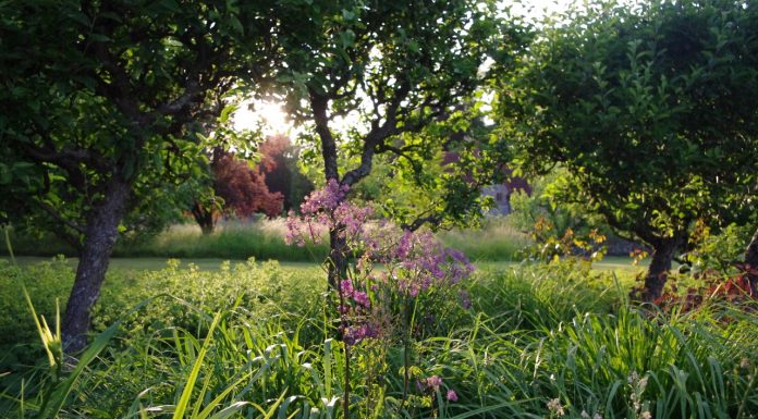 A personal account of how gardening can help your mental health and stress levels, from our friends at Nicholsons Community