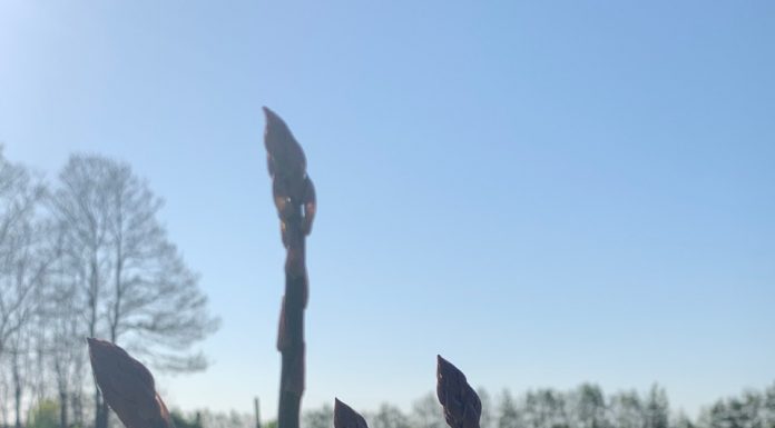 It’s asparagus season at Wells Farm Shop in Abingdon which is flat out after launching online shop in just 48 hours